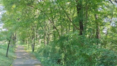 NPO法人ウィンター・ローズの非営利事業について